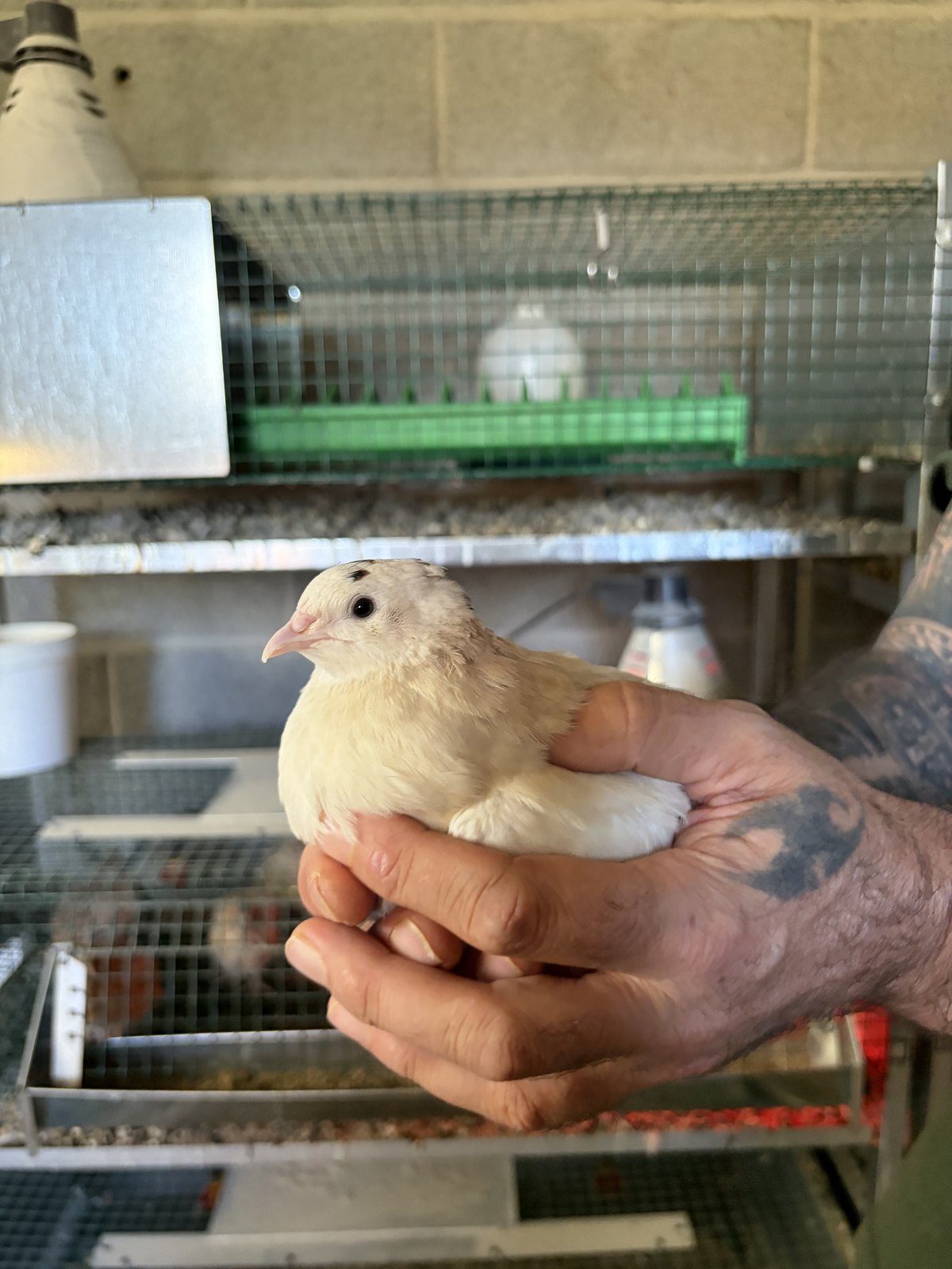 Caille blanche tenue dans les mains, devant l’installation d’élevage