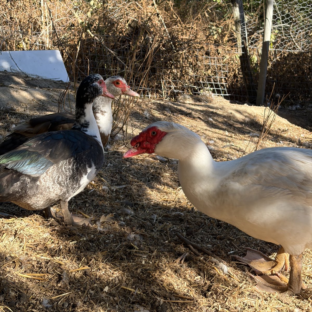 Canards de Barbarie de la microferme
