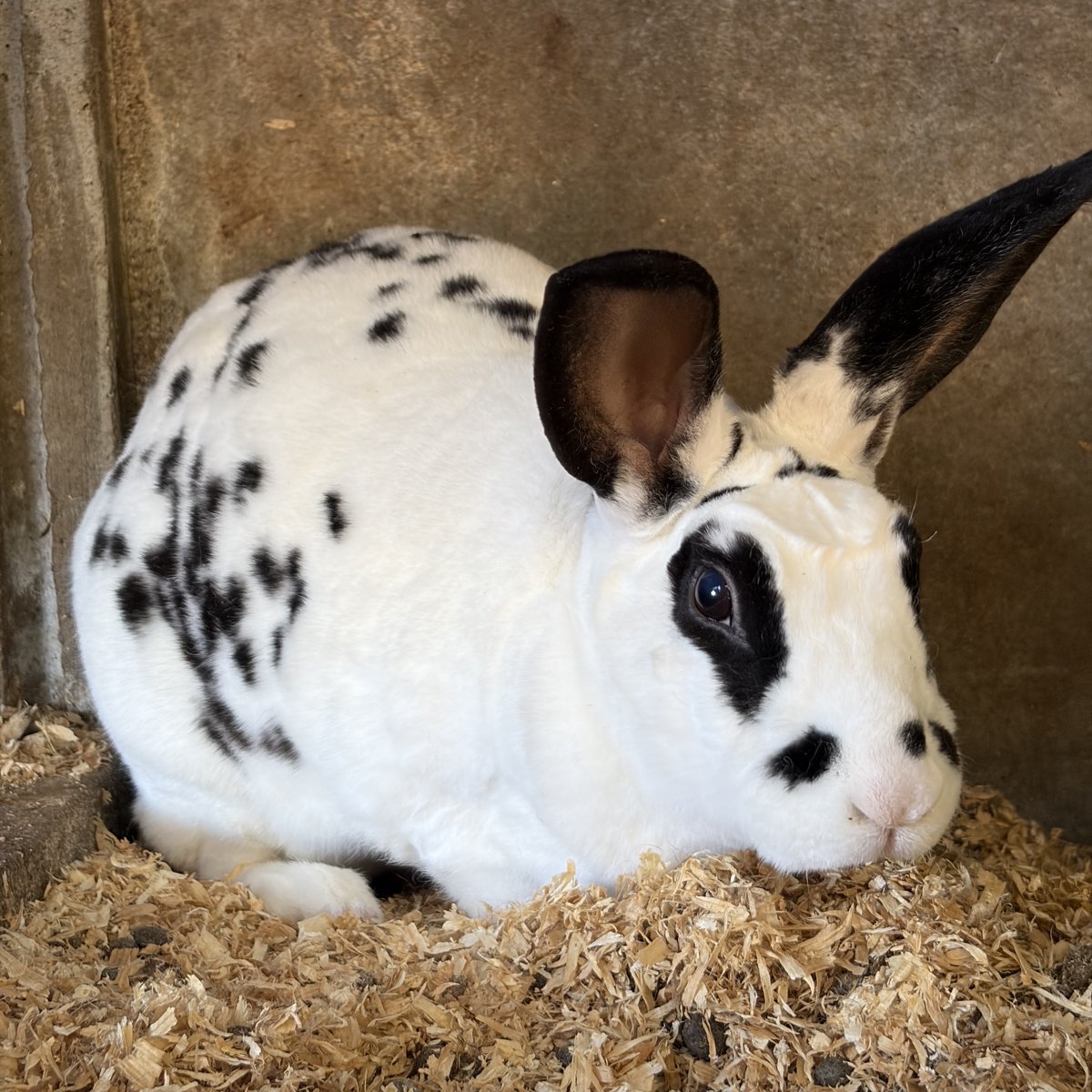 Lapins de la microferme